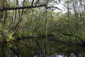 Blick in den Herrnburger Landgraben mit Erlenbruch